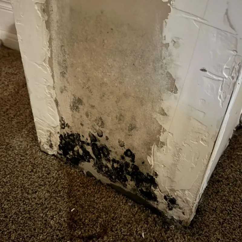 Professional Mold Removal in Joliet, IL